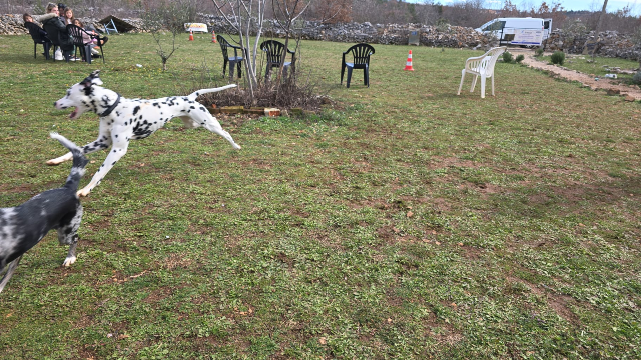 Održano 3. izdanje natjecanja 'Ghetto Dog' u Pokrovniku