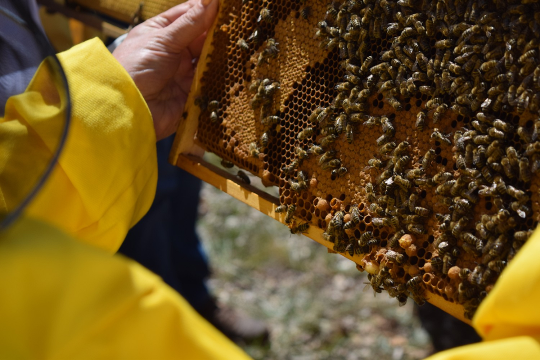 Pčelari s područja rijeke Krke usavršavali svoja znanja
